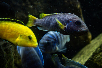 Beautiful goldfish eat in a fish tank. Aquatic animals in captivity. Bluish colored fish
