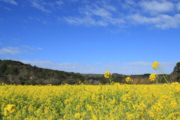 房総半島の石神菜の花畑