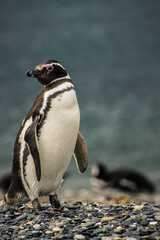 Naklejka premium Penguin