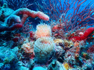 Obraz premium Coral reef in the Atlantic Ocean