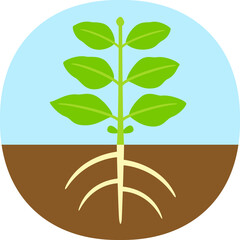 植物の構造のシンプルな図