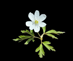 Fototapeta na wymiar White spring flower (Anemonoides amurensis)