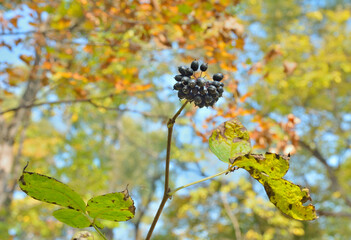 Branch of bush (Eleutherococcus senticosus) with berries