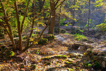 Autumn day in the forest . Colorful nature of october 