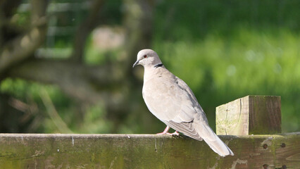 Collared Dove on fence in UK