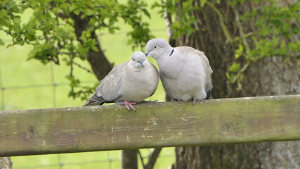 Collared Dove on fence in UK