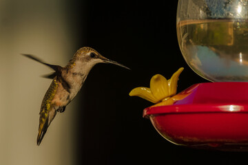 hummingbird in flight