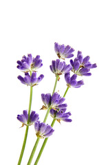 Organic lavender flower stems isolated on white background