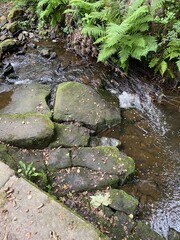 stream in the forest