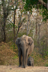 Fototapeta premium Asian Elephant on way to the water hole in wild. Photo Captured from South Indian forest of Karnataka State, India.