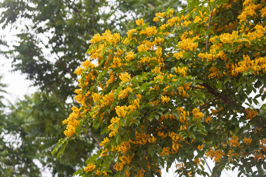 Yellow Padauk flowers blooming in the summer of Thailand.