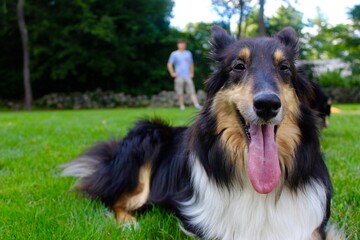 Sheltie