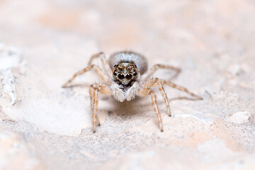 Female Menemerus semilimbatus spider posed on a rock waiting for preys