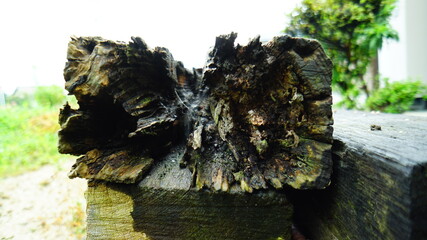 腐った木材の断面