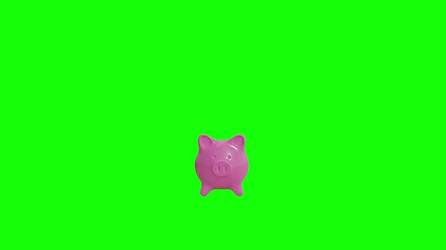 4K Realistic Rotating Pink Piggy back with green screen background