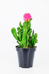 cactus in flowerpot