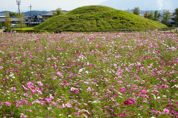 奈良県生駒郡斑鳩町法隆寺の「藤ノ木古墳とコスモス畑」