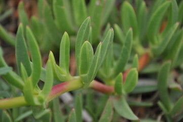 Background of outdoor succulents in arid climate, string of bananas