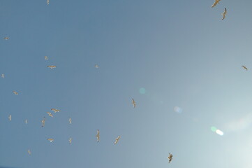 Obraz premium Flock of seagulls flying in a clear blue sky. Natural background. 