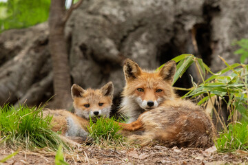 キタキツネの親子