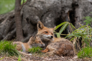 キタキツネの親子