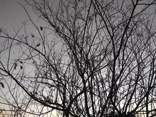 silhouette of a tree in the sunset