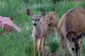 Fawn Siblings