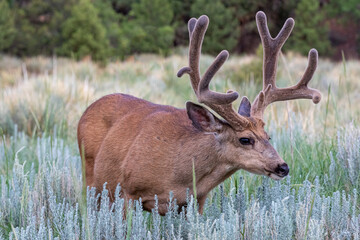Stag Velvet
