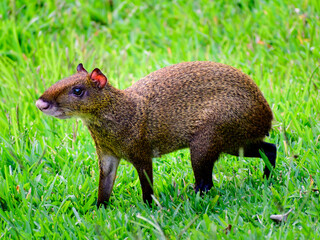 Agouti on the grass