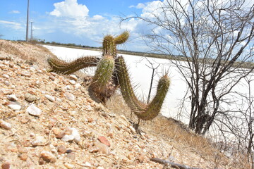 CACTOS / DUNAS / RIO GRANDE DO NORTE / SERTÃO / NORDESTE 