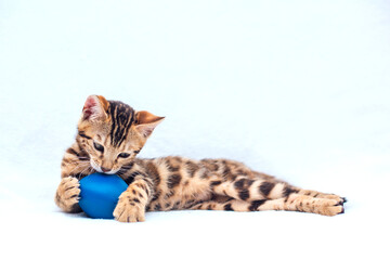 Little Bengal kitty laying with blue toy on the white background.
