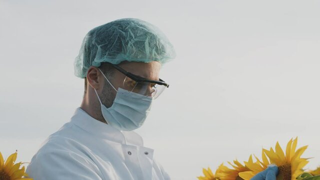 This stock video shows a botanist using a pipette and inspecting sunflowers in a field among wind turbines.