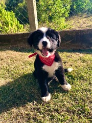 Fototapeta premium Border collie