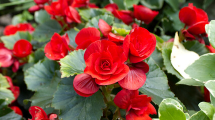 Red Rose's Blooming