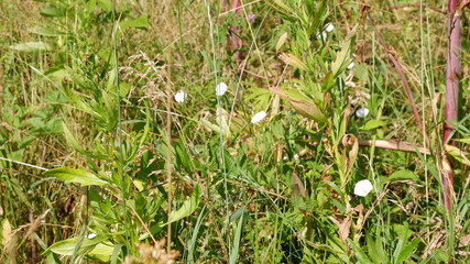 grass in the grass