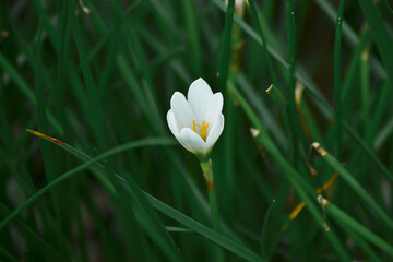 White rain lily flower