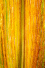 Cornstalk Leaf