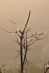 朝陽に輝く朝靄の中蜘蛛の巣です