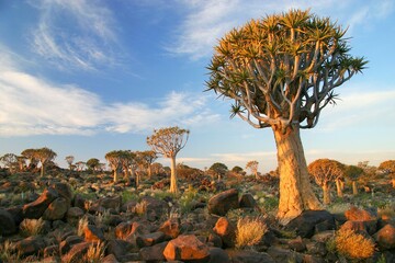 The Quiver Tree Forest in Namibia - obrazy, fototapety, plakaty