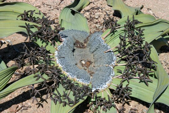A living fossil: Welwitschia mirabilis