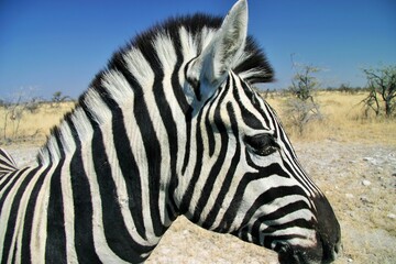 Fototapeta na wymiar A Wild Zebra in Etosha National Park, Namibia