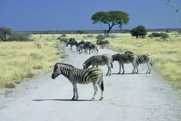 Fototapeta na wymiar Wild Zebras in Etosha National Park, Namibia
