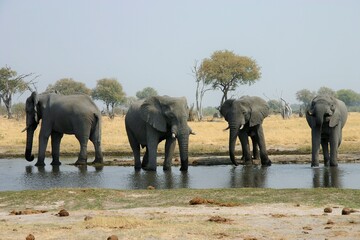 Wild Elephants in Okavango Delta, Botswana