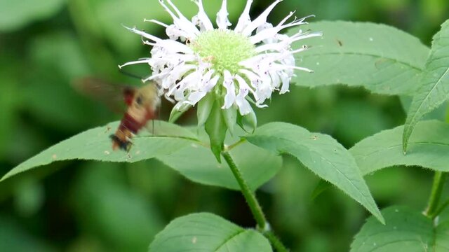 Hummingbird moth circling wild bergamot flower while pollinating