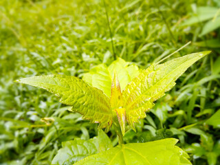 Bitter bush, Siam weed from Thailand. Which has many medicinal properties, from leaves, flowers.
