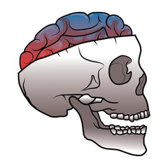 skull