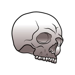 skull
