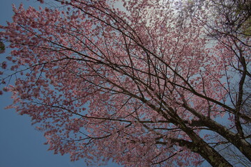 SAKURA, cherryblossom in the northern alps of Japan, Hakuba