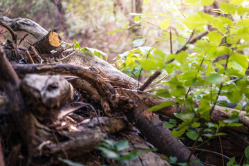 Evening Glow on Fallen Trees