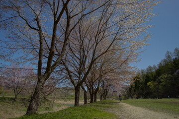SAKURA, cherryblossom in the northern alps of Japan, Hakuba